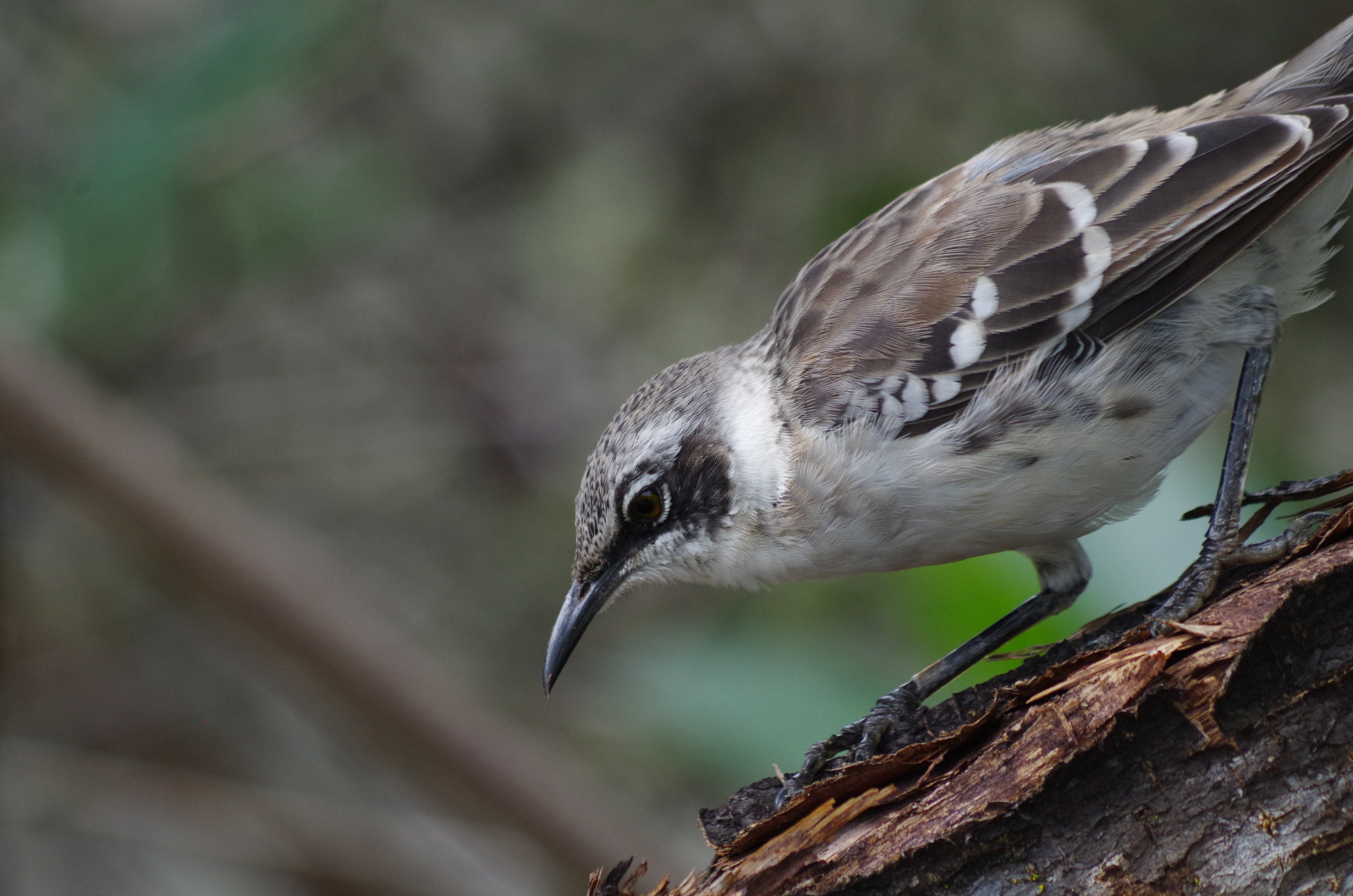 Photo of a Bird